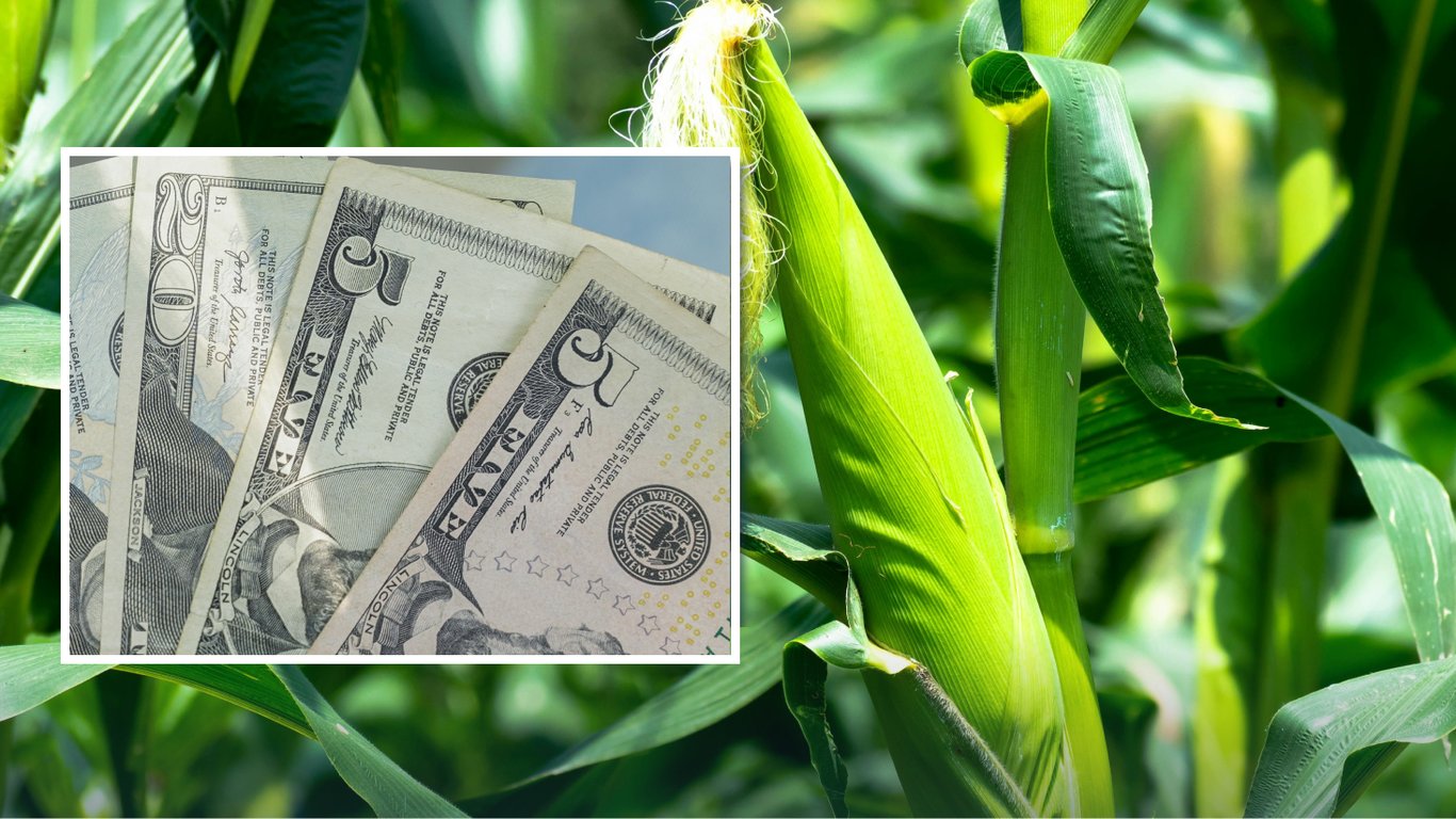 Экспортные цены на кукурузу выросли: сколько стоит тонна и кто покупает украинскую зерновую