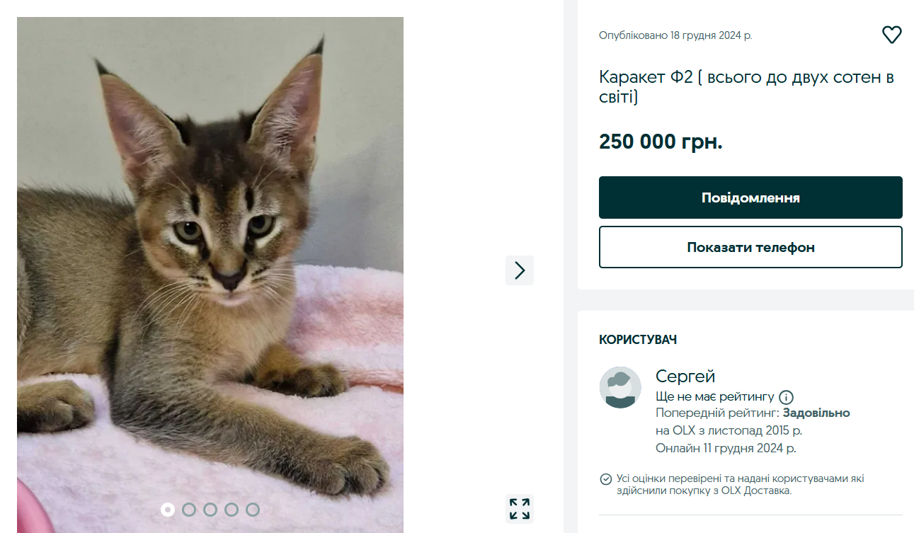 Не всем по карману — сколько стоят животные элитных пород на OLX - фото 2