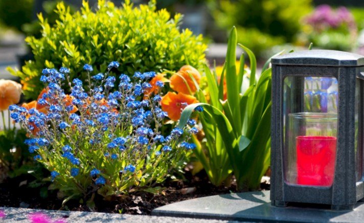 Обираємо рослини на кладовище — на що обов'язково звернути увагу