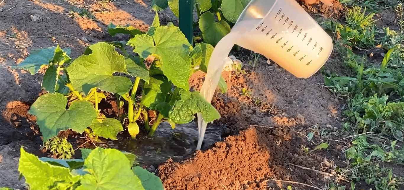 Полив огурцов