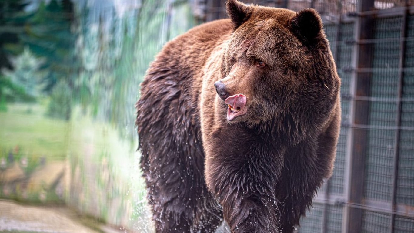 Конец длинного сна — в одесском зоопарке проснулись медведи