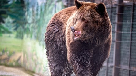 Конец длинного сна — в одесском зоопарке проснулись медведи - 285x160