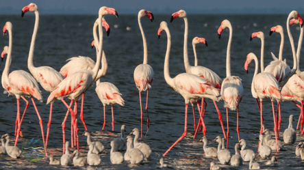 В Тузловские лиманы, что на Одесчине вернулись розовые фламинго - 285x160