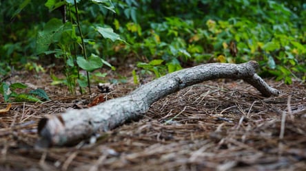 Чи можна збирати повалені гілки біля дороги — що каже закон - 285x160