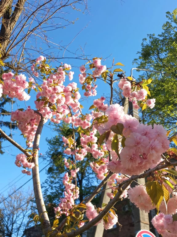Куди поїхати на цвітіння сакур, окрім Ужгорода — топ-3 міста - фото 3