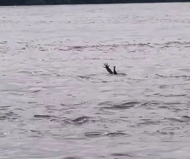 Алігатор імітує потопельника