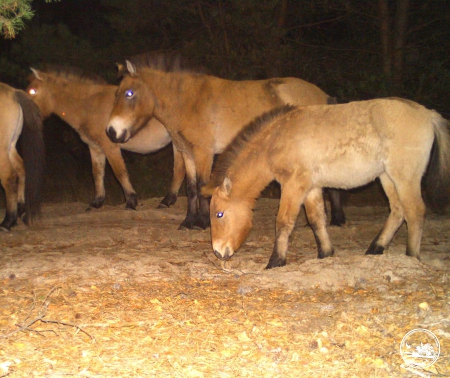 Коні Пржевальського у Чорнобильській зоні відновлюються після складної зими