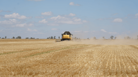 Цены на пшеницу в Украине — сколько стоит 1 тонна зерна в конце июля - 285x160