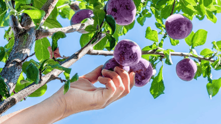 Слива из косточки осенью — секреты выращивания крепкого дерева - 285x160