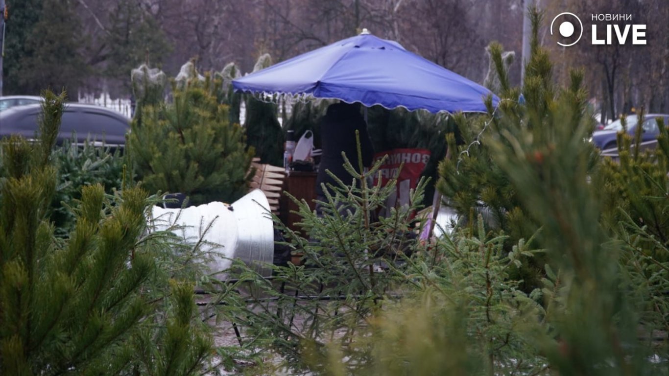 Какие елки покупают киевляне и сколько готовы заплатить за новогоднее дерево