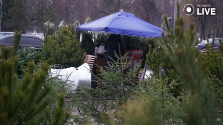 Какие елки покупают киевляне и сколько готовы заплатить за новогоднее дерево - 285x160