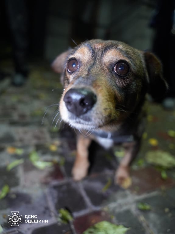 Рятувальники показали масштаби пожежі через атаку на Одесу - фото 4