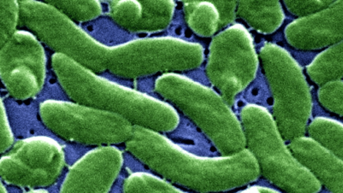 На узбережжі США розвелися  м’ясоїдні мікроби