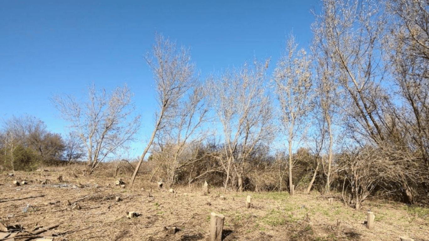 На Харківщині викрили "чорного лісоруба", який вирубав дерев на 250 тис. грн
