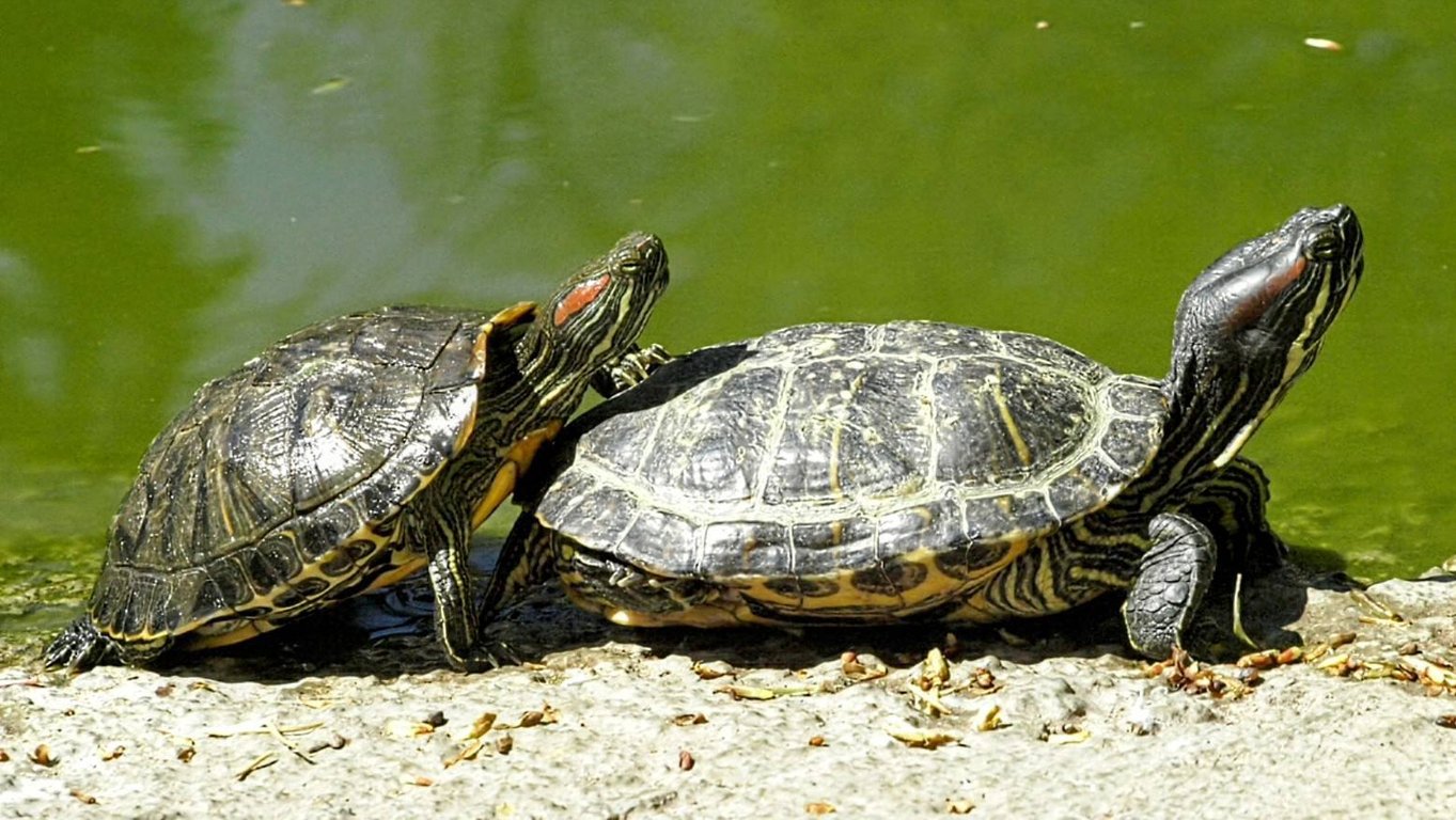 Пара черепах