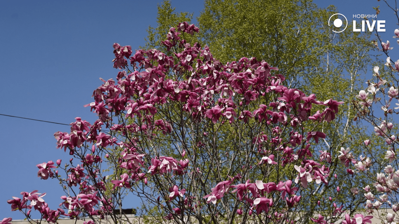 Цвітіння магнолії в Одесі