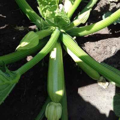 Гибрид кабачка Ленуца F1 (Semenaoptom)