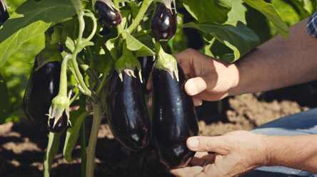 Как вырастить вкусные баклажаны без горечи — советы дачникам - 285x160