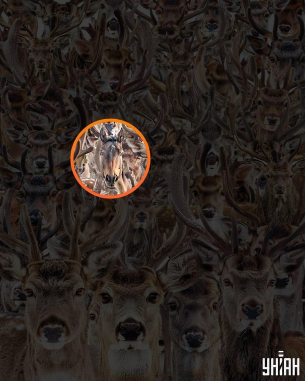 Правильный ответ на оптическую головоломку