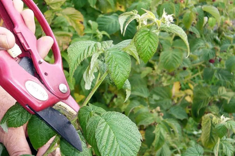 Обрезка веток на малиновом кусте