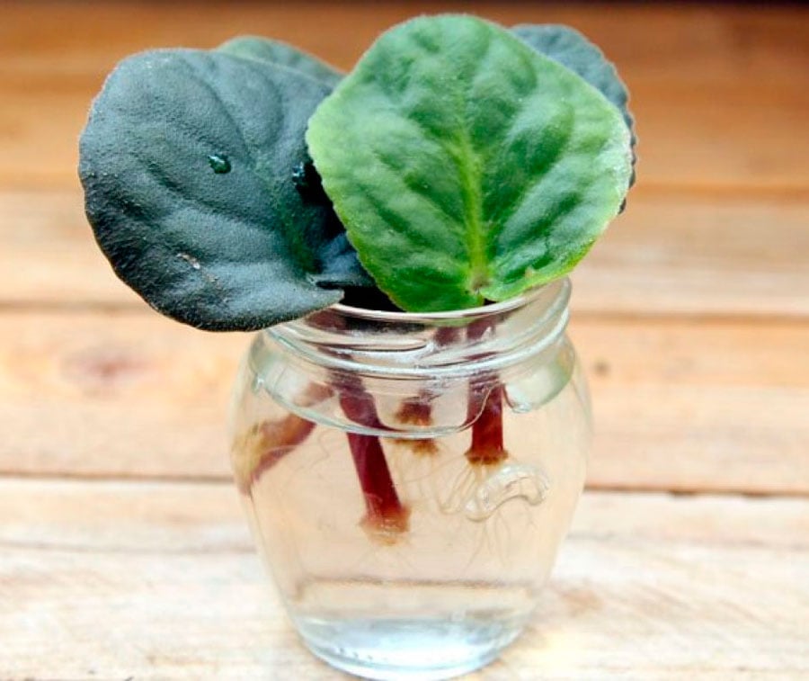 Як виростити фіалку з листочка — покрокова інструкція