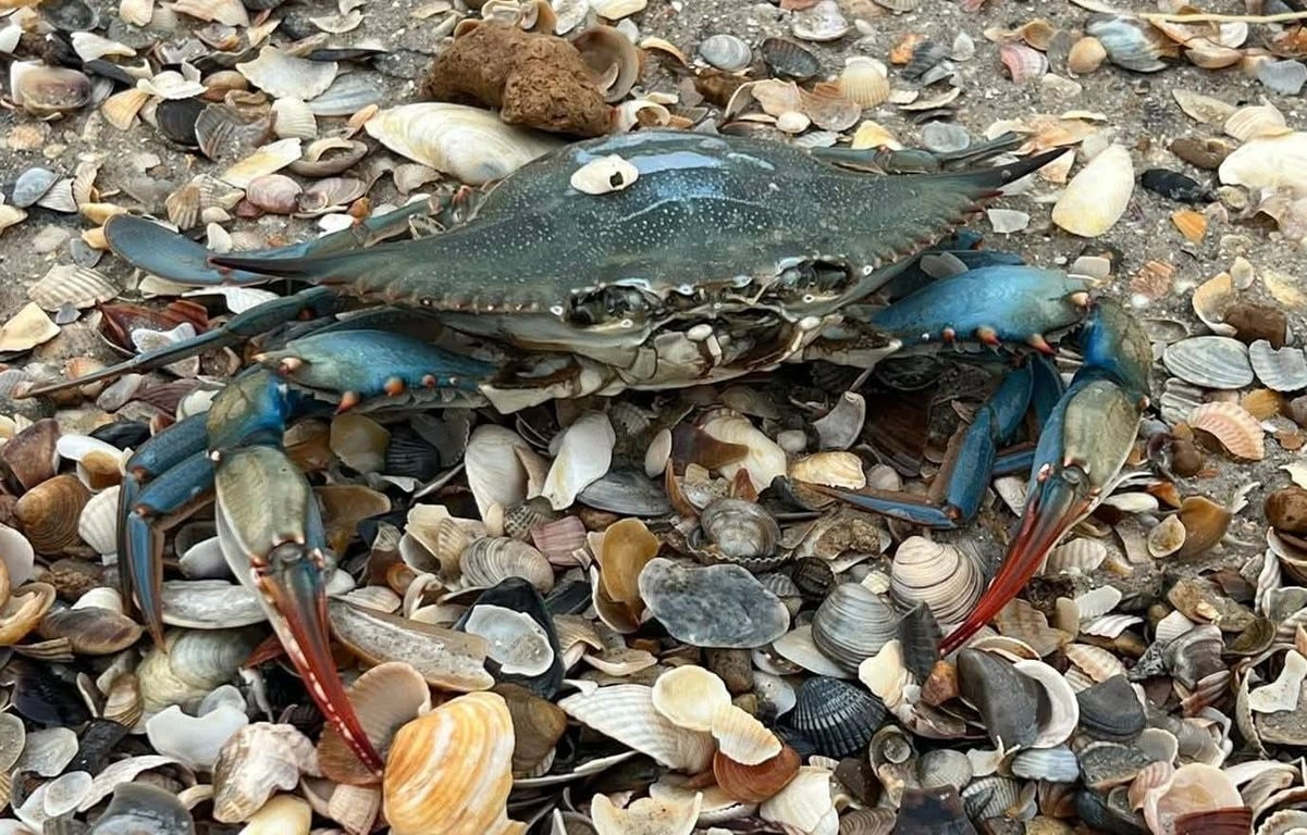 Блакитний краб серез ракушок