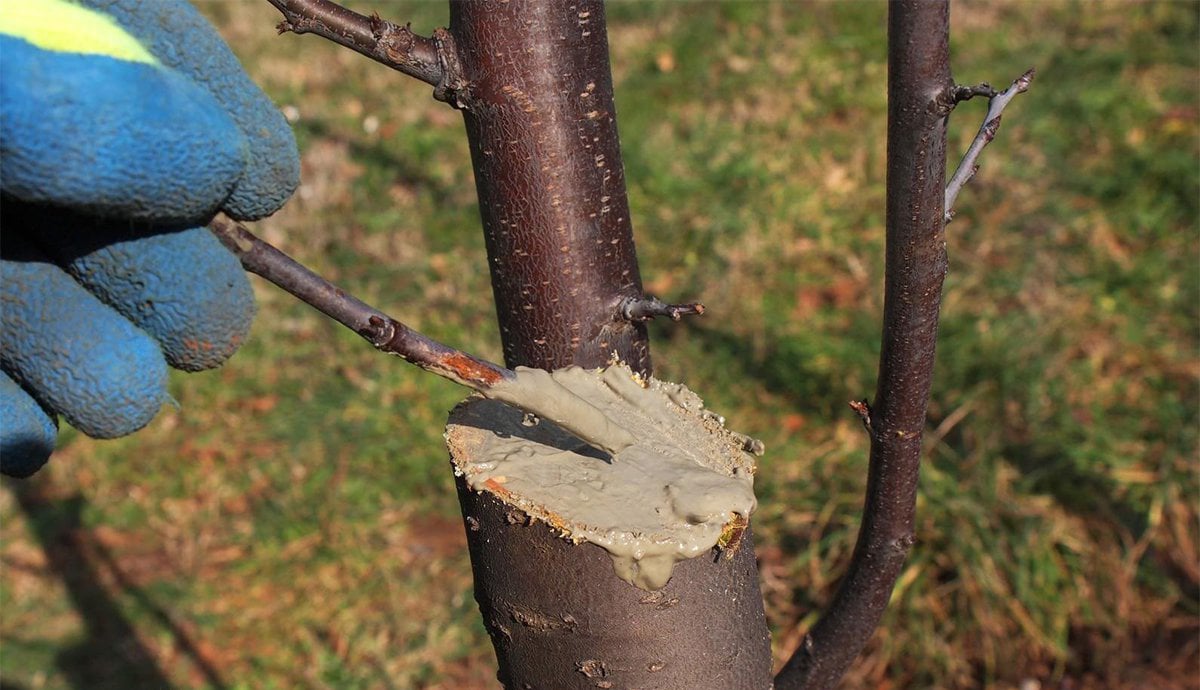 Обмазка дерева