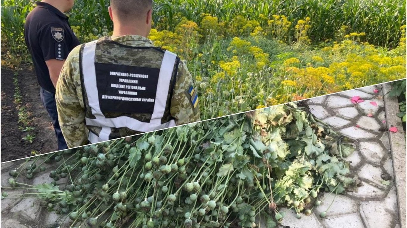 В Одеській області у пенсіонерки виявили 330 кущів наркотичного маку