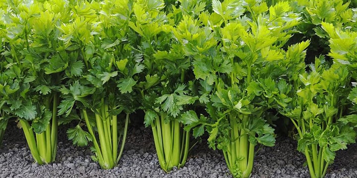 Большой урожай сельдерея на огороде