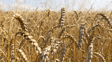 Тонна пшениці у жовтні — які ціни на агроринку - 285x160