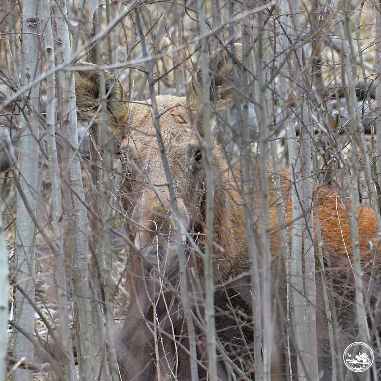 Лось у Чорнобильському заповіднику