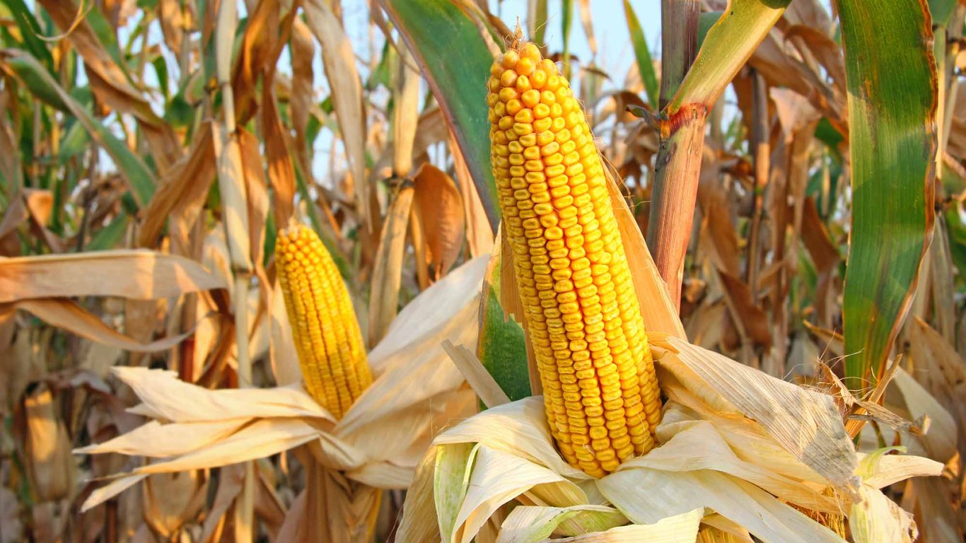 Ціни на кукурудзу в Україні 03 08 2023