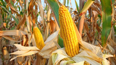 Цены на зерно в Украине: сколько стоит кукуруза - 285x160