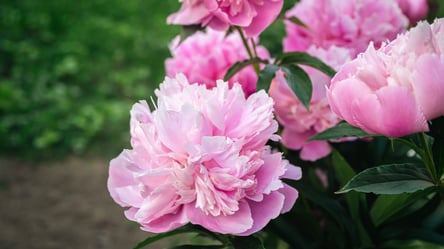 Ваші півонії в небезпеці — що робити при сірій плісняві - 285x160