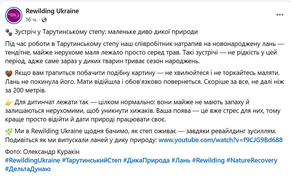 Нерухомо лежало серед степу — на Одещині знайшли маля лані - фото 1