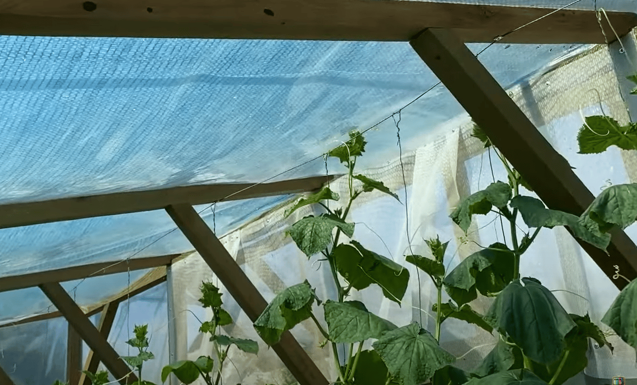 Специальная сетка против солнца над огурцами