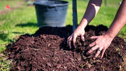 Не дайте деревам вимерзнути — як зробити мульчування восени - 285x160