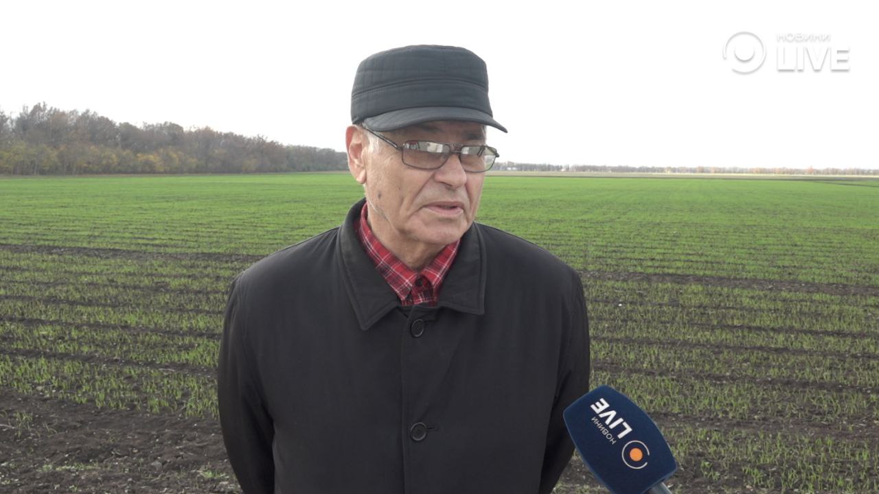 Озимина на Одещині - чого чекати у наступному році