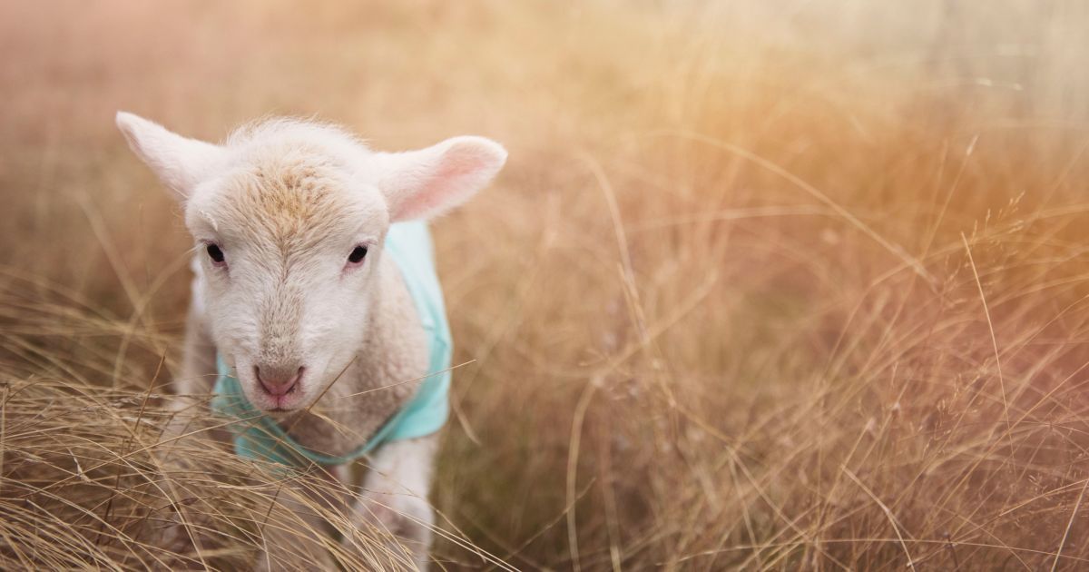 Яке народне свято відзначаємо 2 вересня 2025 року — головні традиції