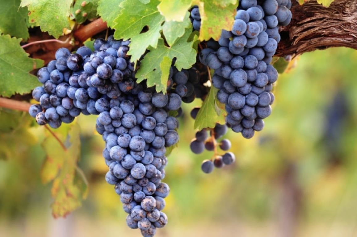 Виноград