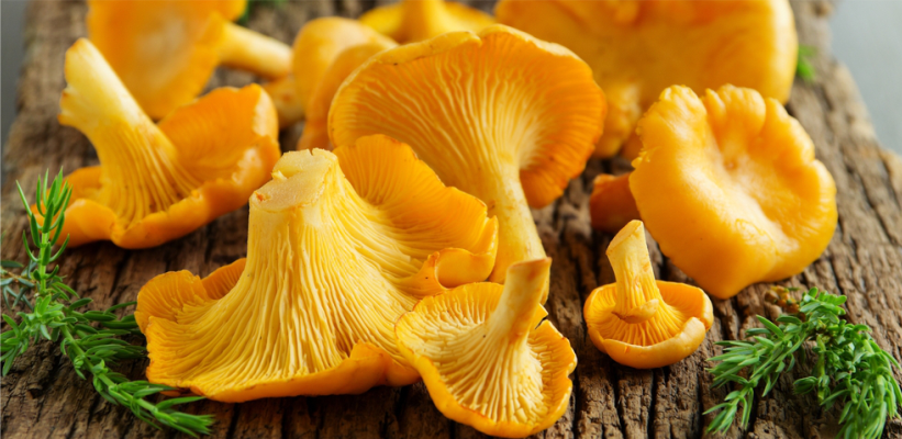 Лисички, которые полезны для здоровья