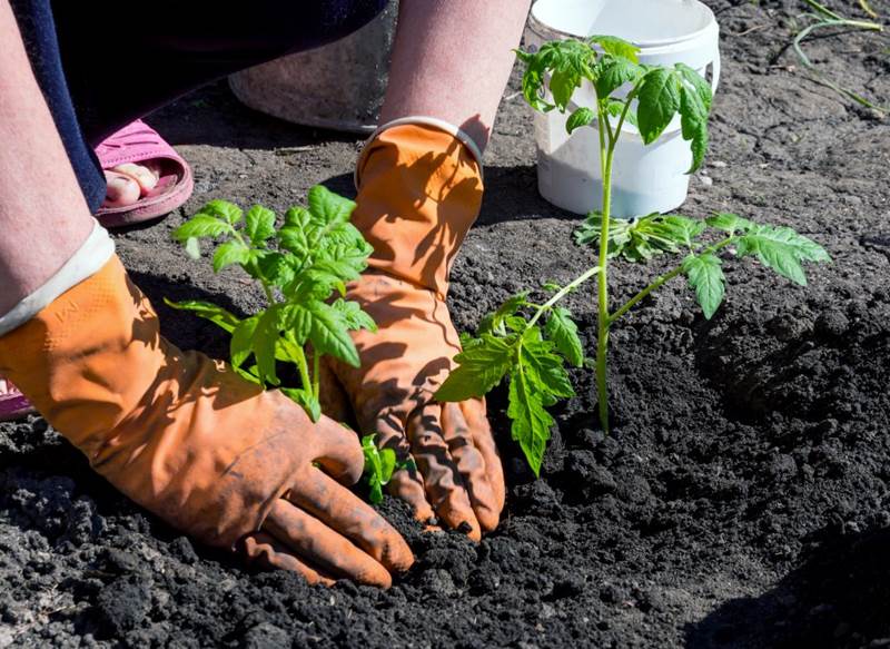 Посадка томатов