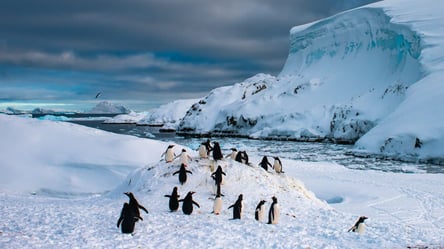 Станцию "Академик Вернадский" заполонили пингвины: новые потрясающие фото - 285x160