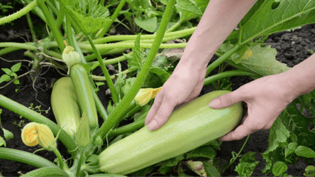 Зберете рекордний урожай: чим та як правильно поливати кабачки - 285x160