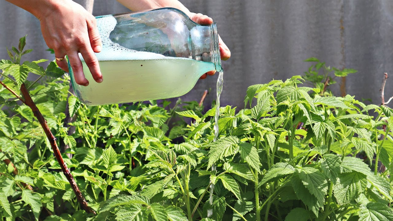 Процедура подкормки малинового куста