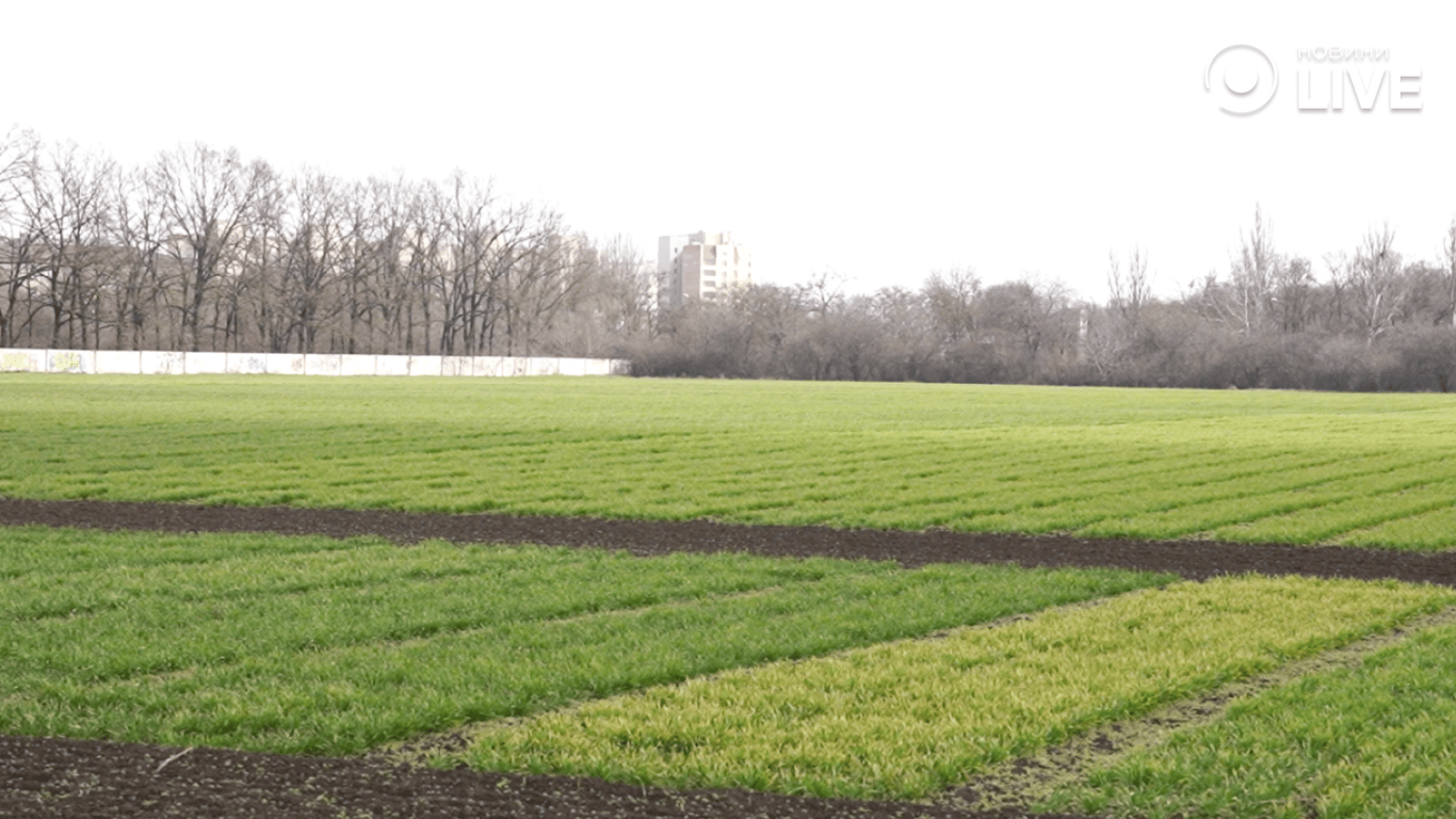 Поля озимого посіву 