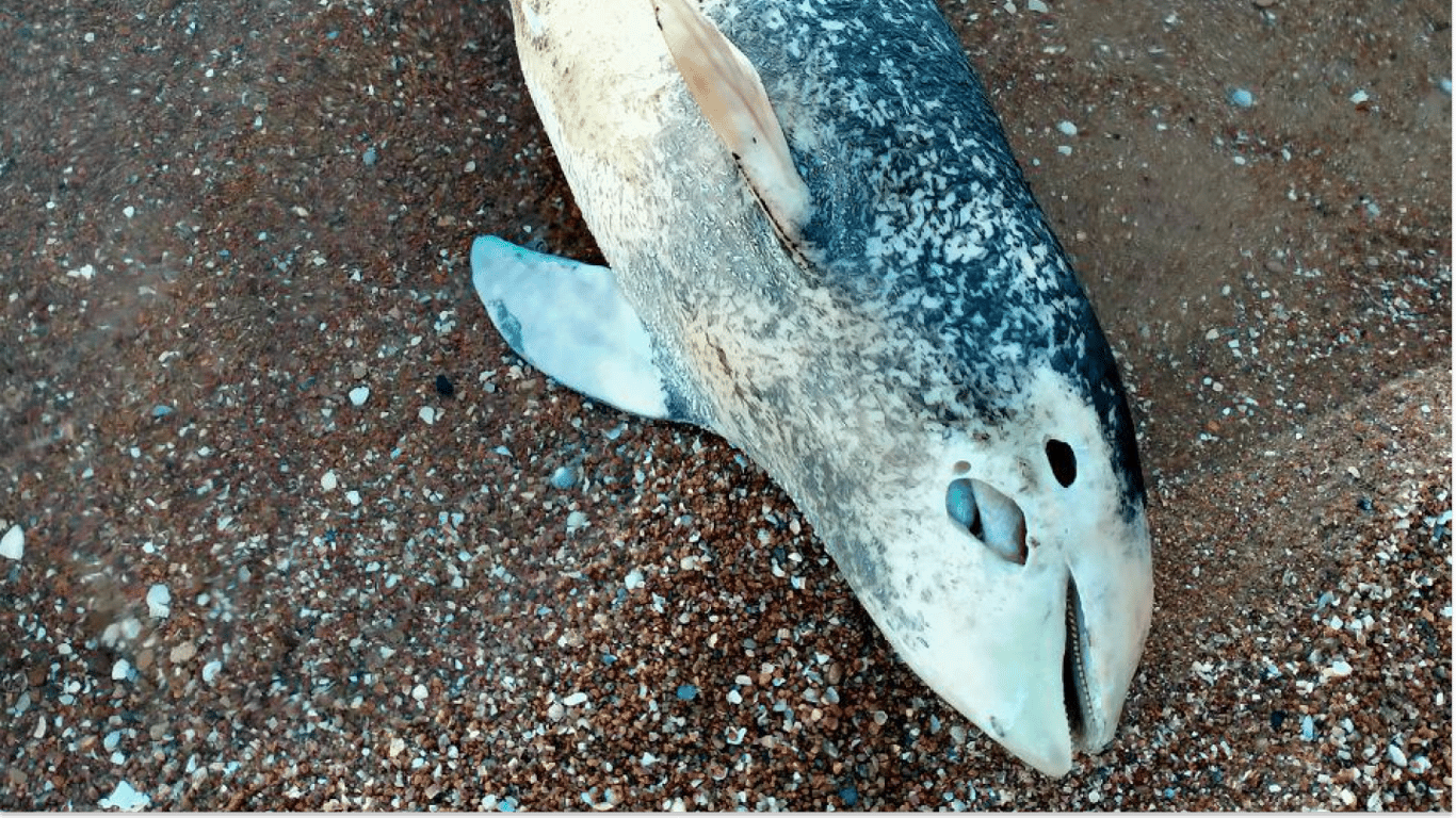 Из-за оккупантов гибнет все больше дельфинов: в горсовете Мариуполя бьют тревогу
