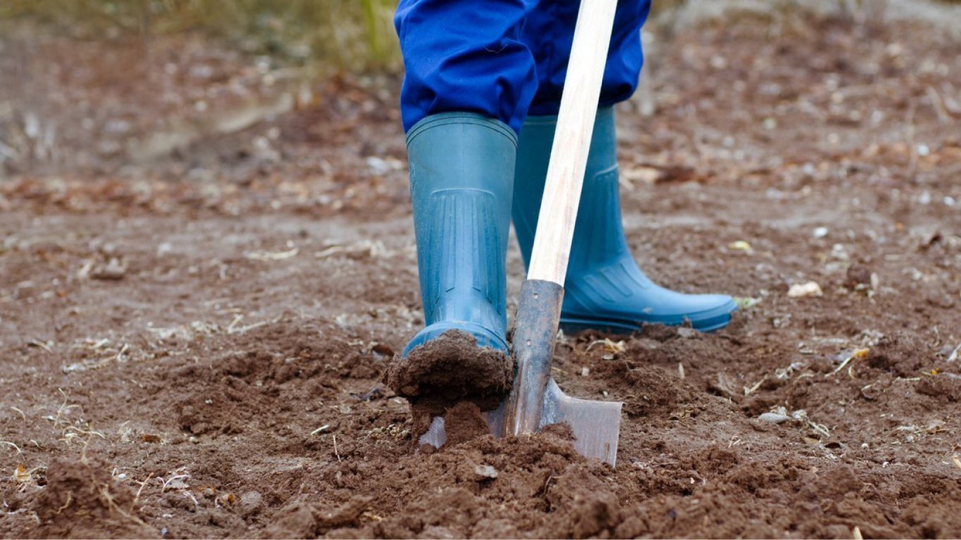 Как улучшить почву для огурцов к новому сезону: проверенные способы