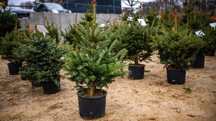 Живая елка дома круглый год — как правильно высадить в горшок - 285x160