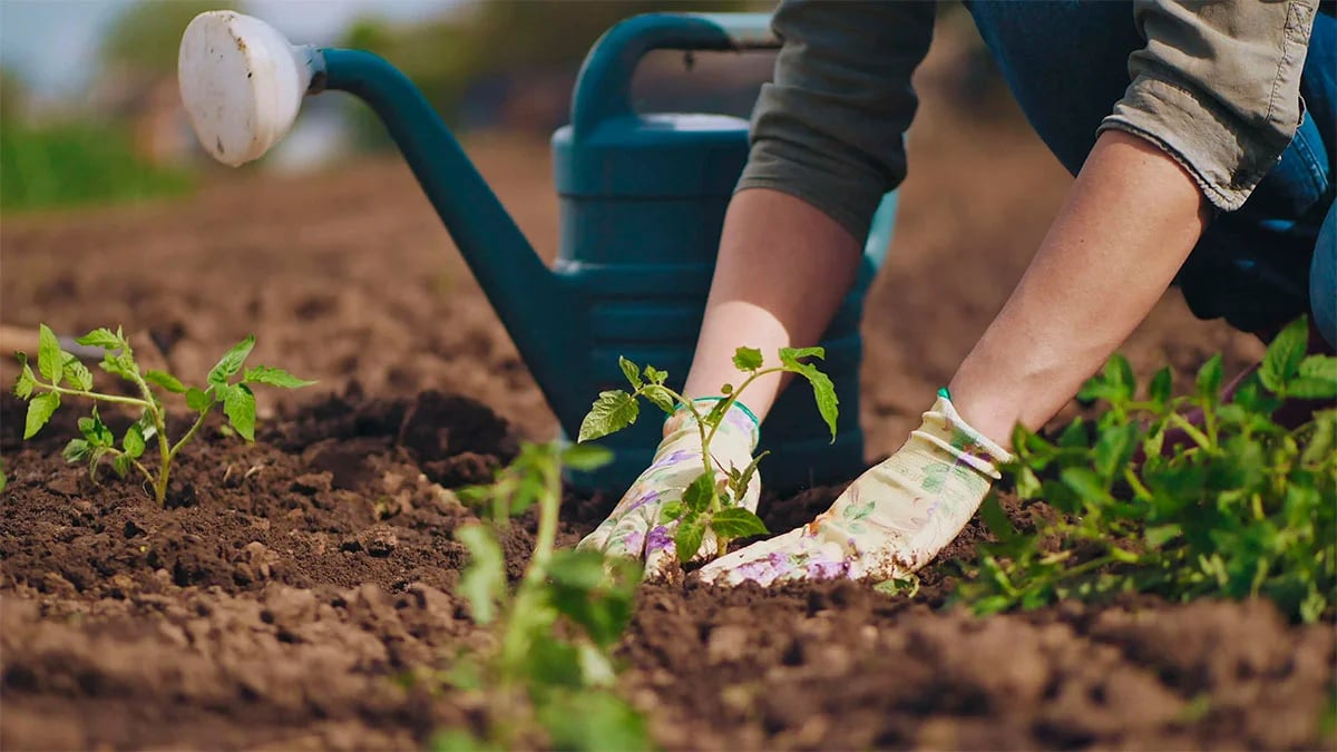 Коли та що садити у травні 2024 року за місячним календарем